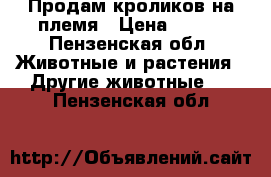 Продам кроликов на племя › Цена ­ 260 - Пензенская обл. Животные и растения » Другие животные   . Пензенская обл.